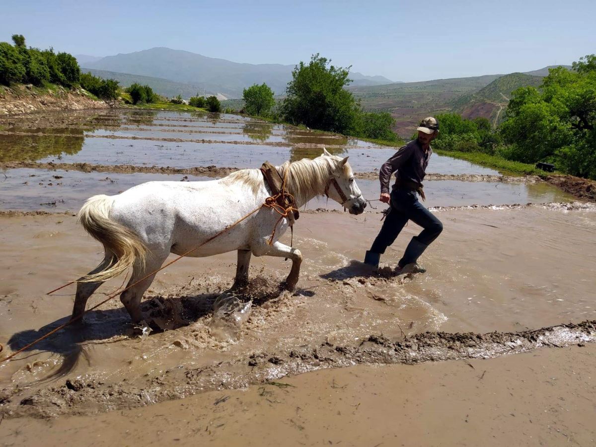 300 yıllık yöntemle tarım yapıyorlar