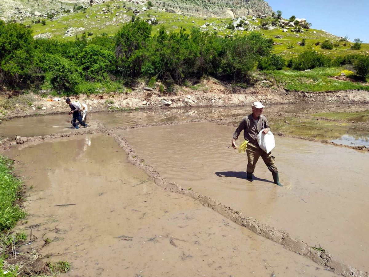 300 yıllık yöntemle tarım yapıyorlar