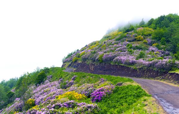 Karadeniz yaylalarını, ormangülü süsledi