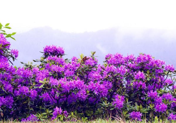 Karadeniz yaylalarını, ormangülü süsledi