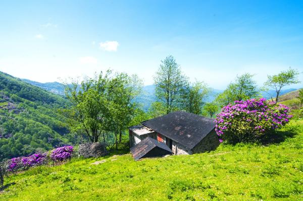 Karadeniz yaylalarını, ormangülü süsledi