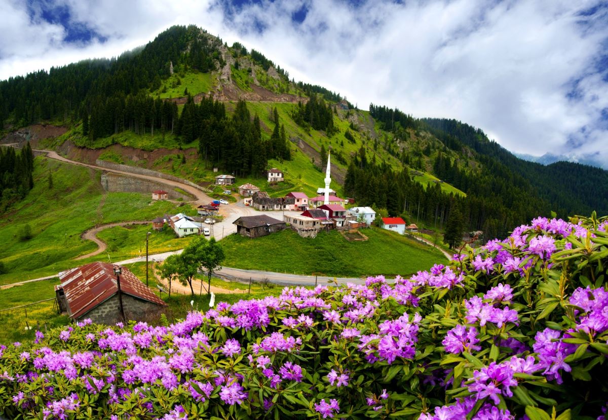 Karadeniz yaylalarını, ormangülü süsledi