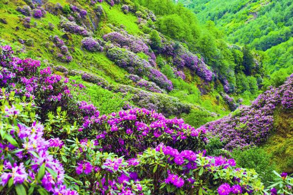 Karadeniz yaylalarını, ormangülü süsledi