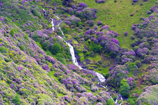 Karadeniz yaylalarını, ormangülü süsledi