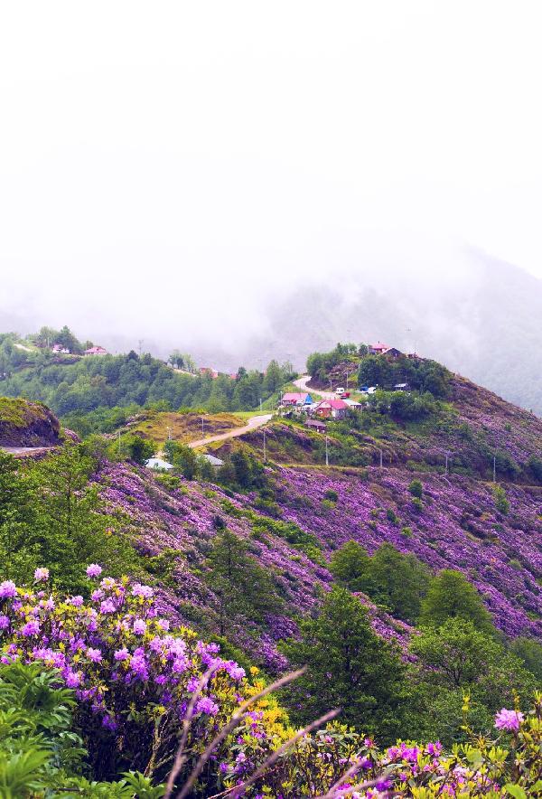 Karadeniz yaylalarını, ormangülü süsledi