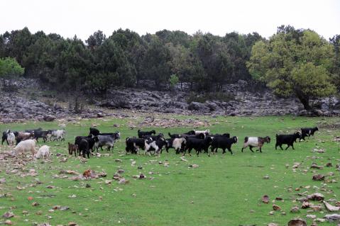 Dağların eteklerinde bahar, yüksek kesimlerinde kış yaşanıyor