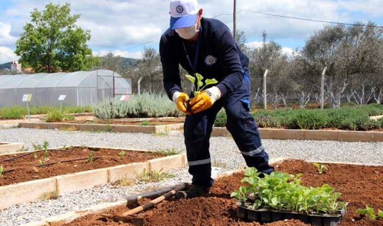 Muğla'nın yerel tohumları 81 ilde toprakla buluşuyor