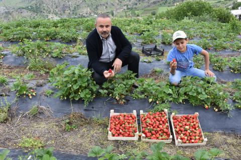 Tütün üretilen tarlalarda artık çilek yetiştiriliyor