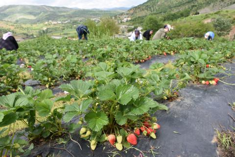 Tütün üretilen tarlalarda artık çilek yetiştiriliyor