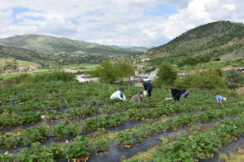 Tütün üretilen tarlalarda artık çilek yetiştiriliyor