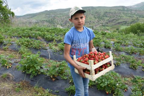 Tütün üretilen tarlalarda artık çilek yetiştiriliyor