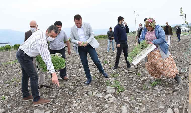 Menemen Belediyesi tıbbı bitkiler üretimine başladı