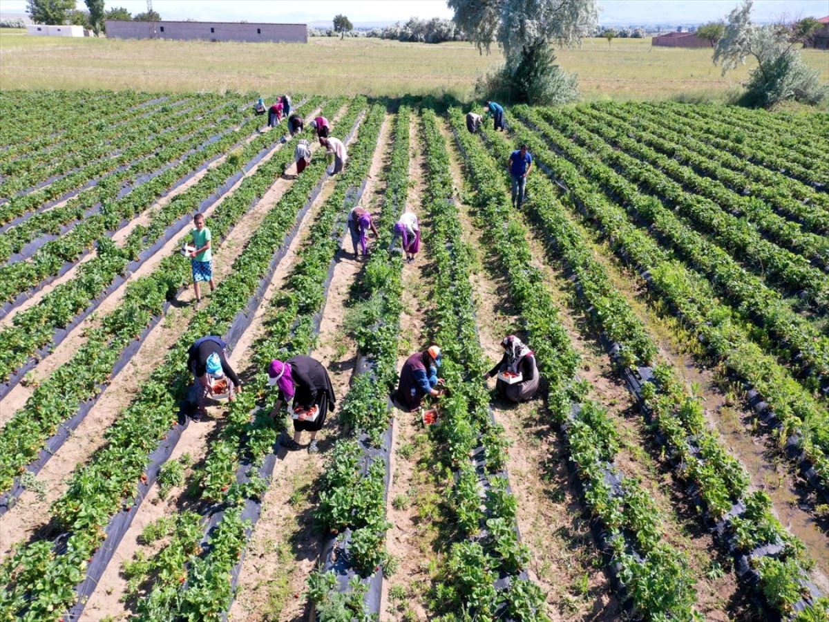 Deneme amaçlı üretmeye başladı: Taleplere yetişemiyor