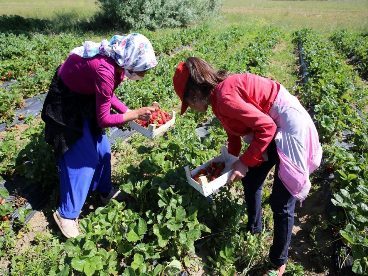 Deneme amaçlı üretmeye başladı: Taleplere yetişemiyor