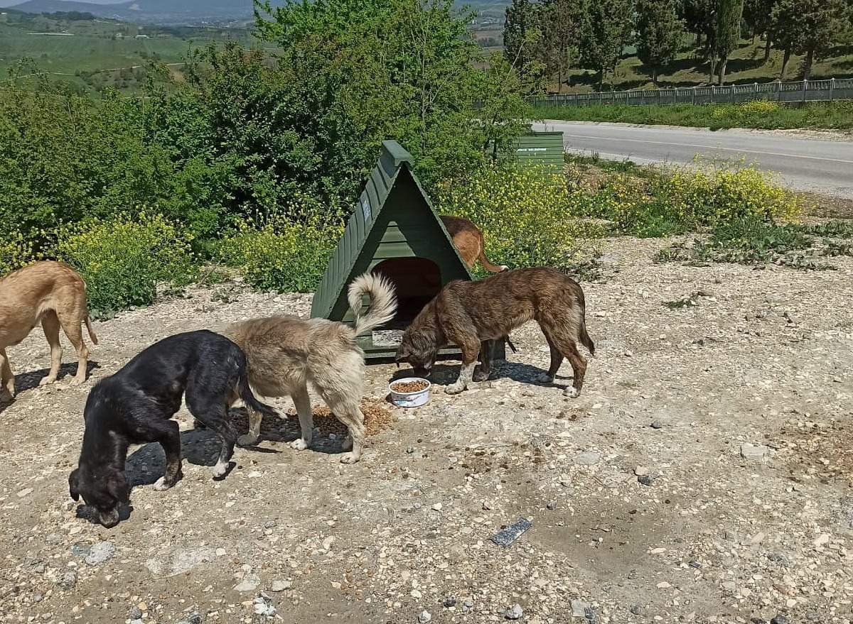 Sokak hayvanları için konulan barınakları çaldılar