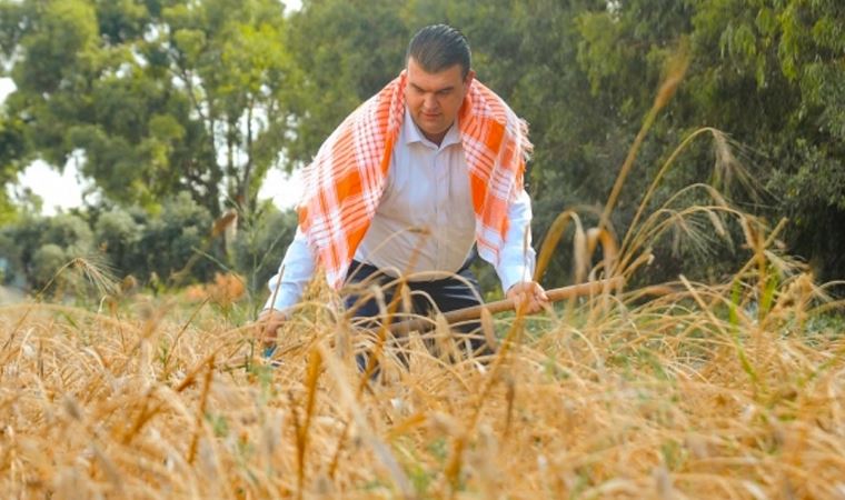 Karakılçık buğdayının hasadı başladı