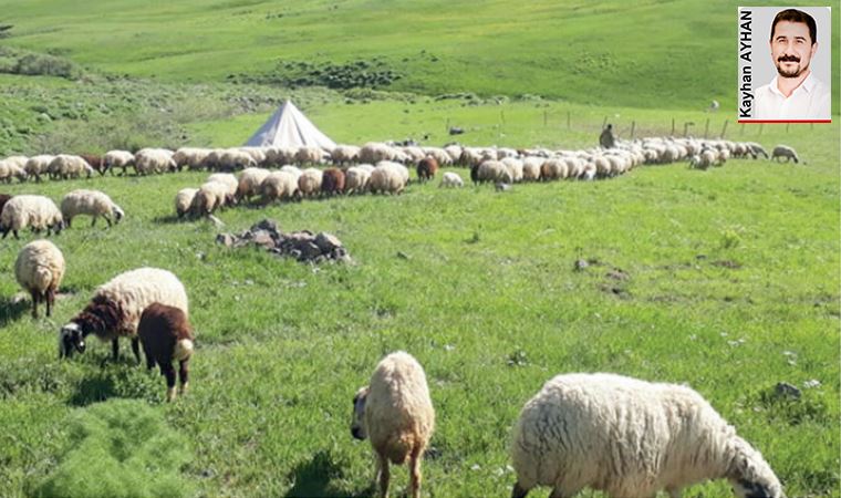 Köylülerin 'göçer' isyanı: Arıcılık tehdit altında