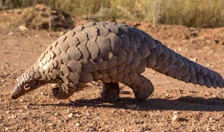 Çin salgının başlamasında 'etkili olduğu' iddia edilen pangolinleri geleneksel ilaç listesinden çıkardı