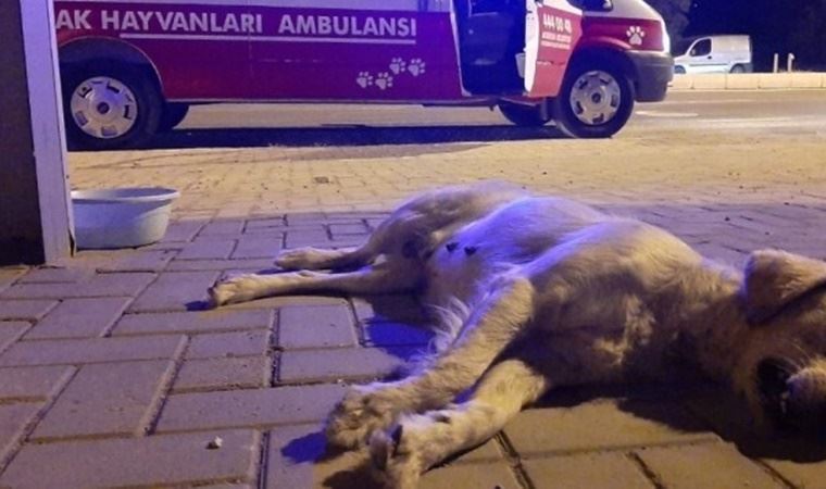 Muğla'da otomobilin çarpıp kaçtığı hamile köpek ve yavruları hayatını kaybetti