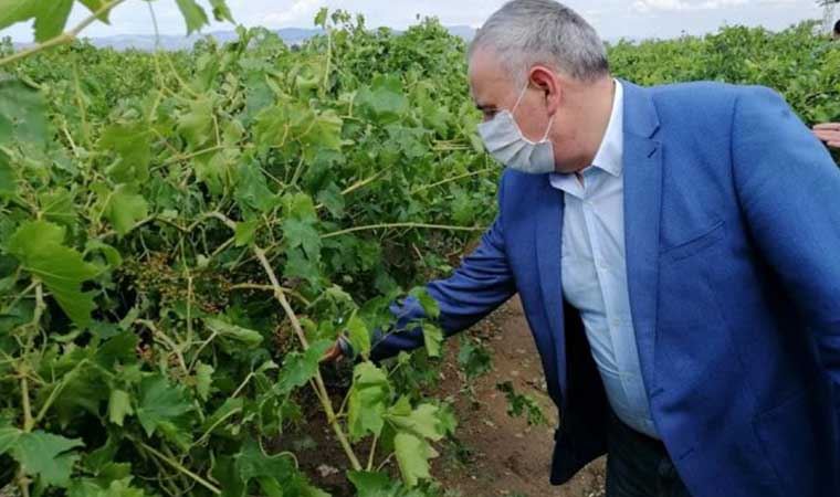 CHP'li Bakıroğlu, Manisa'da dolunun zarar verdiği bağları inceledi