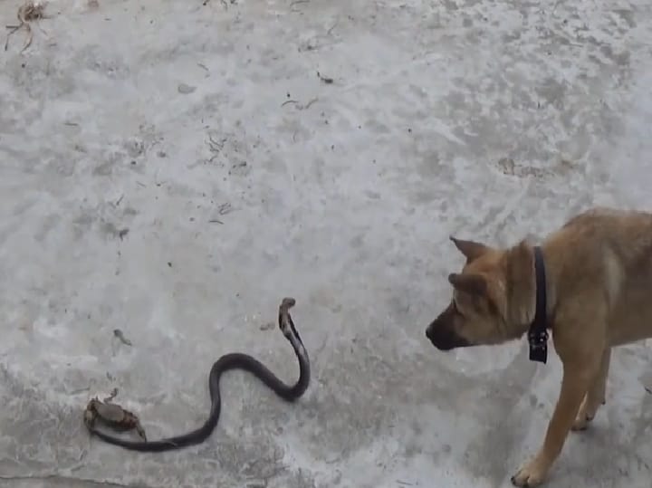 Yılan ile köpeğin karşılaştığı anları görüntüledi