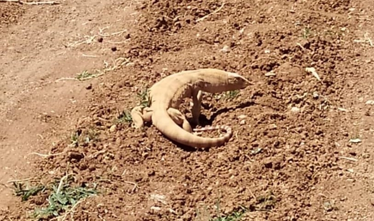 Şanlıurfa'da görüntülendi!