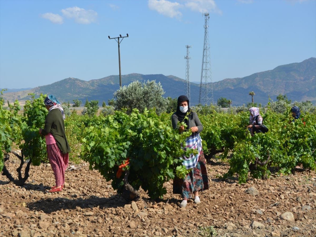 Yaprağı meyvesinden 10 kat daha fazla kazandırıyor