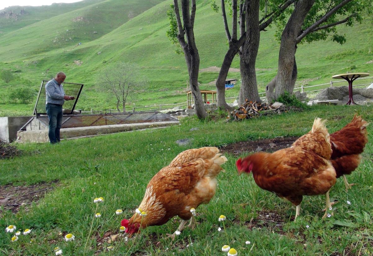 Yaylada tek başına yaşıyor