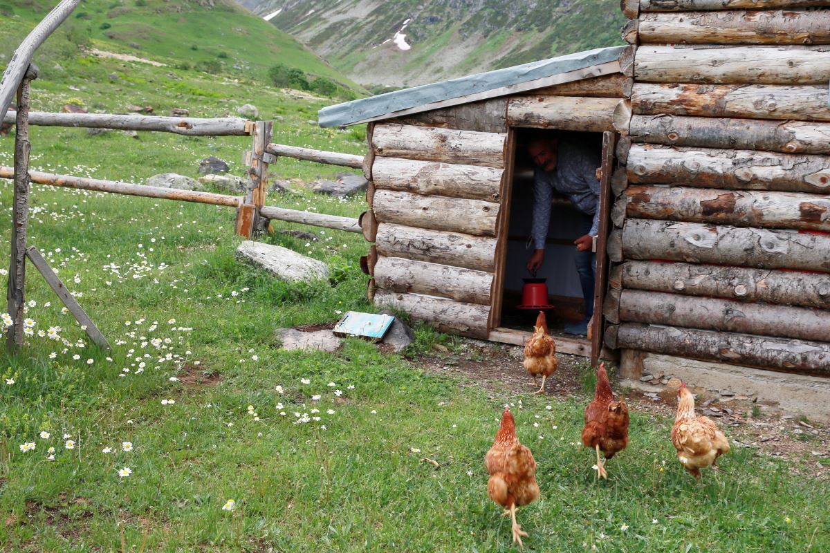 Yaylada tek başına yaşıyor