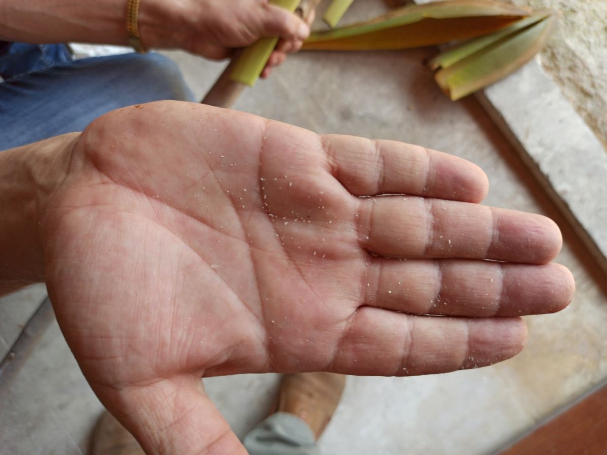 Silifke’de hurma ağaçları evlendiriliyor