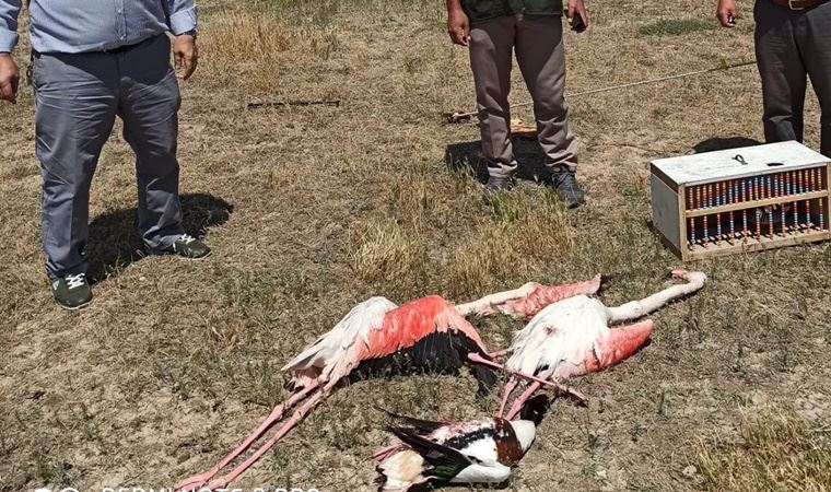 2 flamingo ve 1 suna kuşunu tüfekle katleden şahısa para cezası