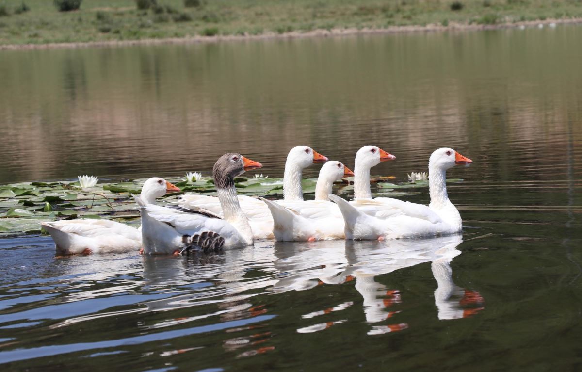 Kuş cenneti Yayla Gölü koruma altına alındı