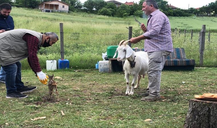 Bitkin halde dereden kurtarılan yavru karacayı keçi emzirdi