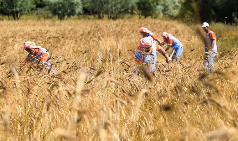 Seferihisar’da karakılçık buğday hasadı başladı