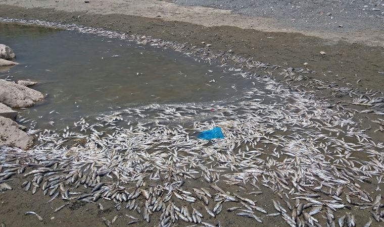 Gölbaşı'ndaki balık ölümleriyle ilgili inceleme