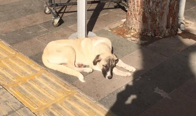 Köpeği döven şahıs barınakta hayvanlara bakacak