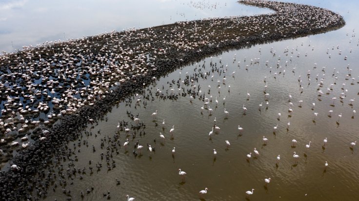 İzmir Kuş Cenneti'nde 18 bin yavru flamingo yumurtalarından çıktı