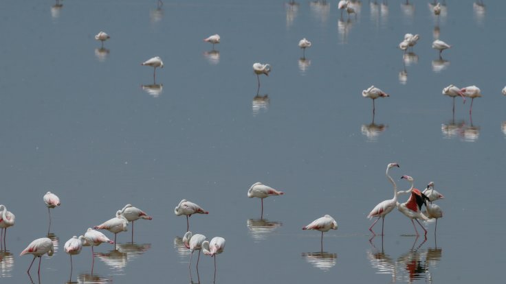 İzmir Kuş Cenneti'nde 18 bin yavru flamingo yumurtalarından çıktı