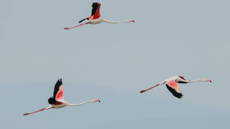 İzmir Kuş Cenneti'nde 18 bin yavru flamingo yumurtalarından çıktı