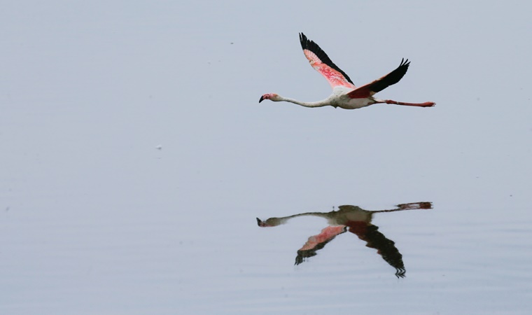 İzmir Kuş Cenneti'nde 18 bin yavru flamingo yumurtalarından çıktı