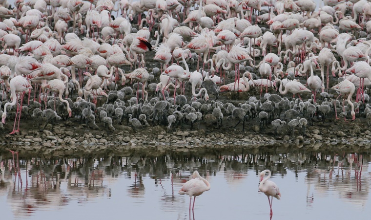 İzmir Kuş Cenneti'nde 18 bin yavru flamingo yumurtalarından çıktı