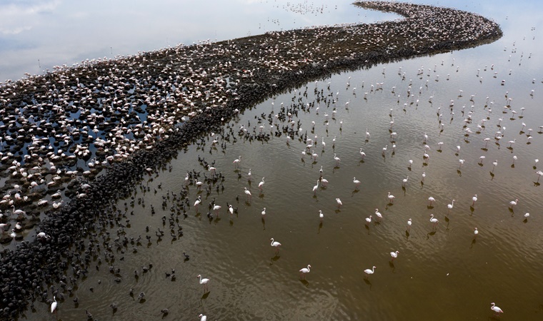 İzmir Kuş Cenneti'nde 18 bin yavru flamingo yumurtalarından çıktı