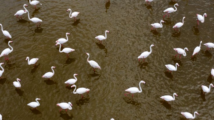 İzmir Kuş Cenneti'nde 18 bin yavru flamingo yumurtalarından çıktı