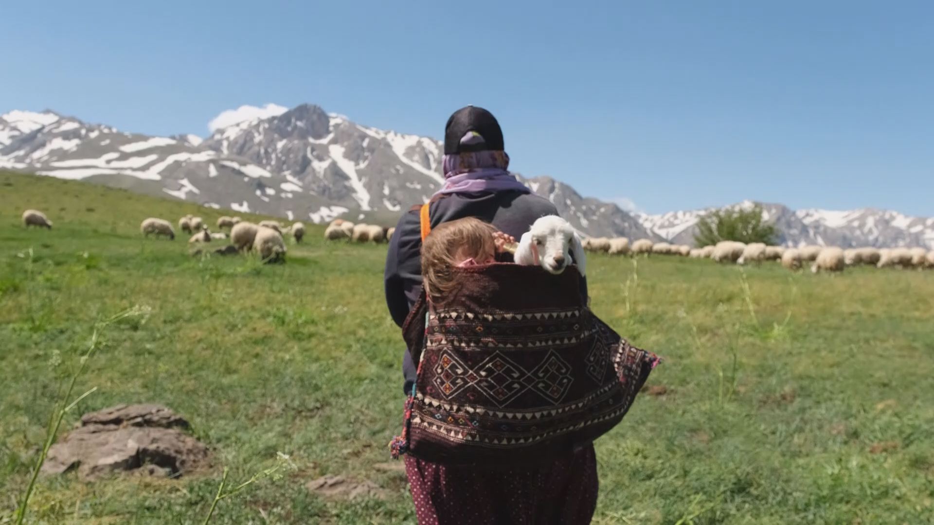 5 yaşındaki Şirin'in ve kuzu arkadaşının yayla yolculuğu