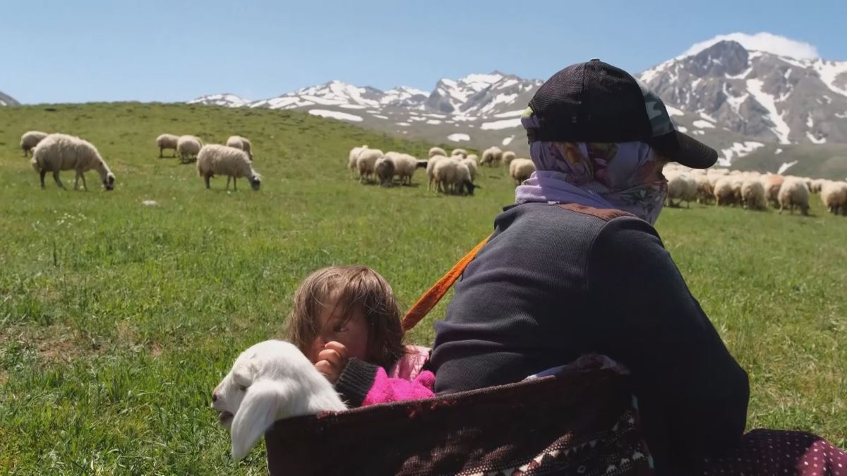 5 yaşındaki Şirin'in ve kuzu arkadaşının yayla yolculuğu