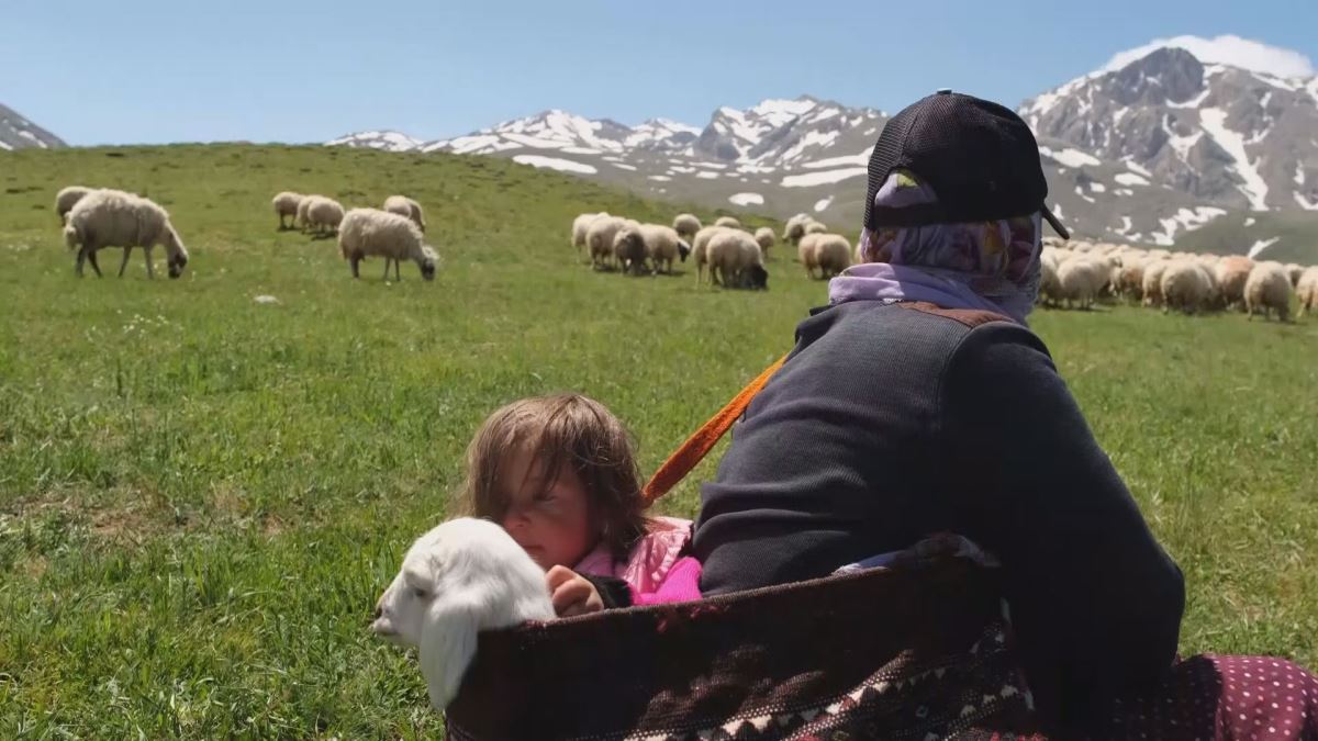 5 yaşındaki Şirin'in ve kuzu arkadaşının yayla yolculuğu