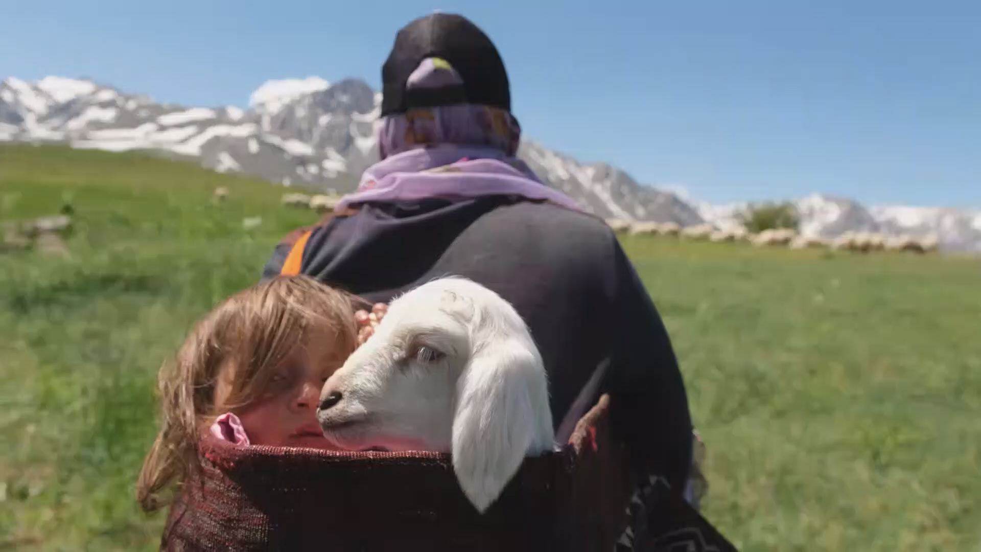 5 yaşındaki Şirin'in ve kuzu arkadaşının yayla yolculuğu