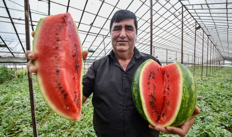 10 yıldır kekik aromalı karpuz üretiyor