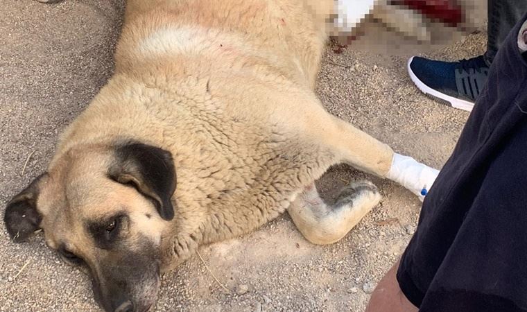 Kuşadası'nda bir kişi, havladı diye köpeği bıçakladı!