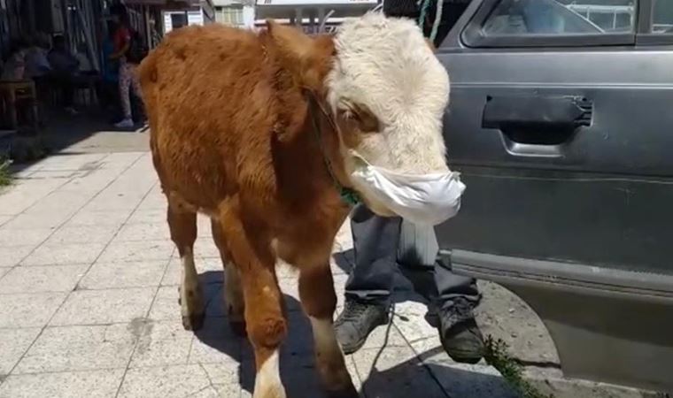 Rahatsızlanan buzağıyı maske takıp veterinere götürdüler